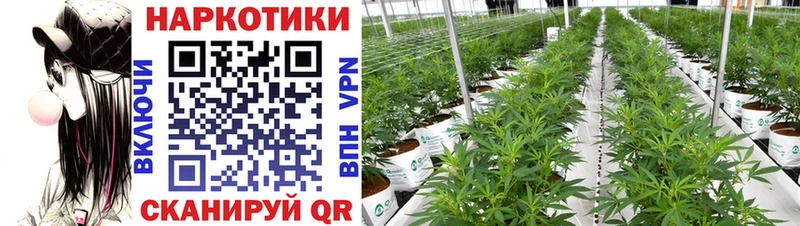 Где продают наркотики Бердск Alpha PVP  ГАШ 